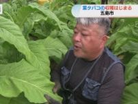 葉タバコの収穫はじまる　長崎県五島市