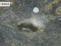 穴に塩を入れると・・・　海岸でマテ貝採り教室　五島久賀島