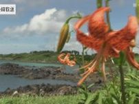梅雨に咲く「コオニユリ」 五島の海岸で満開　うなだれて咲く可憐な姿【動画】