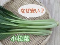 「小松菜」人気上昇中　ほうれん草より10〜20％安いなぜ？高栄養価で下処理不要