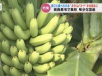 皮ごと食べられる高級バナナ「ホタルバナナ」 本業は建設業「湧水を使った新たな特産品」めざす　長崎