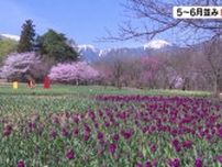 残雪の山に桜　長野県内5地点で「夏日」5〜6月並み　これから29万球のチューリップも　