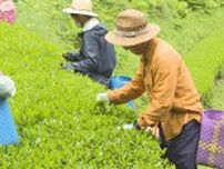 初夏到来　“一番茶”の茶摘み「順調に成長」　長野県南端・天龍村