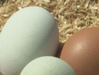 人生を切り開いてくれた“青い卵”を乗せた「卵かけご飯」　48歳男性が脱サラして養鶏　地元の協力得て「エサ」にこだわり生産