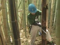 放置竹林を“食べて”整備　「メンマ」を作って販売　整備の活動資金に「一石二鳥」の取り組み　　幼竹の切り出しに県外学生も参加
