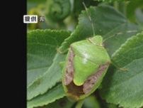 カメムシ大量発生　県が南信地域に“地区注意報”　長野県の他25府県で注意報　「早めに殺虫剤などで対策を」