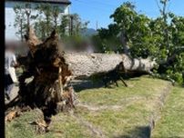 【速報】強風の影響か　ポプラの木倒れる　女児が巻き込まれ負傷　病院へ搬送　現場はバラの名所として知られる公園　