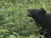 クマに襲われる　74歳男性が顔面、太ももにけが　農道を散歩中に…クマは体長１ｍ程度　住民に注意呼びかけ