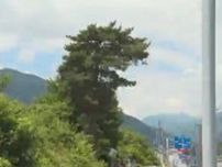 「ゴジラがいる」「ほえてる」国道にそっくりな木　映画「ゴジラ−1.0」山崎貴監督の地元・松本市でも話題に
