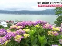 「ここ数年で最も良い色づき」　諏訪湖を望む絶景の公園にアジサイ咲く　例年より2週間早い開花　あと1週間ほどで満開に