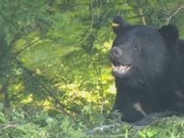 クマに公園近くで襲われる…人身被害相次ぐ　人里での出没増加　目撃は平年の2倍　“ツキノワグマ出没注意報”発令中