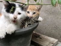 昨日まで何もなかった植木鉢、生えてきたのは子猫3匹