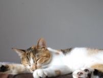 横たわる猫の寝姿10時間動画、広告無しのヒーリングBGMを添えて