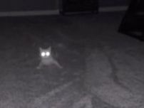 留守宅で飼い主の声に驚く猫、目から怪光線モードになる