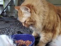 食事中に激しく求愛された猫、パンチを食らわし無言で立ち去る