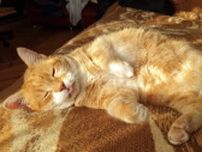 昼下がりの陽光を浴びお昼寝する猫、月初のやる気をすべて吸い込む
