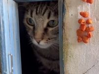 玄関の扉を開けたら猫の顔、精巧すぎる家のジオラマ