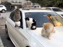 猫の街イスタンブールの猫バンバン、猫が車にバンバン乗ってる