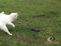 単身でヘビに挑む機敏な白猫、退きながらパンチを決める