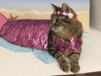 煌めきのボディを横たうマーメイド猫、貝のレイポーと水着もお似合い