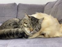 レトリバーを大きな枕と思ってる猫、腹顔背中に乗って眠って