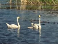 マナス国家湿地公園にオオハクチョウの家族　中国新疆ウイグル自治区