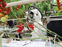 デンソーが公開、房取りミニトマト全自動収穫ロボットに搭載した技術