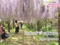 春彩る花の競演　藤のトンネル70本が咲き誇る　別名「昇り藤」ルピナスの花畑も《長崎》