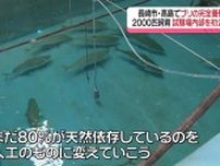 卵から育てる「日本の完全養殖魚」 産官学で世界流通を目指す　ブリ飼育試験場内部を初公開《長崎》