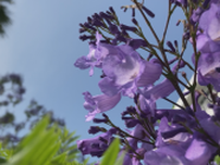通りを彩る青紫の花「ジャカランダ」雲仙市小浜町の温泉街で500本が満開に《長崎》