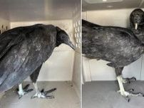 米コネティカットで2羽のハゲワシがベロンベロンに…泥酔したワケは？