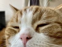 猫の蓄膿症こと「副鼻腔炎」治療法は？ 点鼻薬とともに“こより作戦”が重要【ワンニャンのSOS】