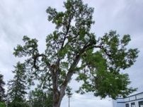 伐採か保護か…米ワシントン州で樹齢400年のオークの木めぐり裁判で激突！