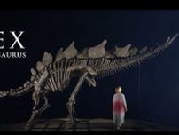 史上最大のステゴザウルスの化石が競売に 予想落札価格は最大で9億3000万円！