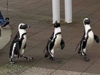 ペンギンが目の前で歩く！泳ぐ！　リニューアルしたマリンワールドを満喫【ミーキャップ取材班】