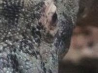 〝最恐の爬虫類〟国内唯一、名古屋の動物園に上陸!!　猛毒の牙で獲物を「一撃必殺」鋭い爪もギラリ…ドラゴンの異名も