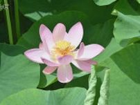 ピンクや白などハスの花が咲き始める　古代ハスとして有名な「大賀ハス」やほかの品種も次々と開花　鳥取県米子市