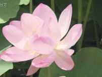 「背と変わらないくらいの背丈」 大きなピンク色の花「古代ハス」が見頃に　島根県出雲市