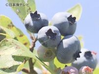 本格的な収穫シーズンへ　たわわに実った”青い宝石”ことブルーベリーの摘み取り体験が人気　鳥取県大山町