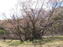 力強く伸びる枝…“千竜桜”の生命力が訪れる人を魅了！「名前の通りかっこいい」【新潟・佐渡市】
