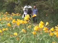 新潟・佐渡で“初夏告げる花”が見頃！鮮やかに咲き誇るトビシマカンゾウ・アジサイ「すごくきれい」