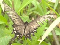 珍蝶、ジャコウアゲハが舞う姿を確認　住民「全国的に減っているので何とか保護を」大分