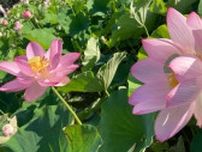仏の里で淡いピンクの花が見ごろ　臼杵市で蓮まつり　象鼻杯の体験も