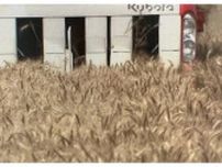 うどん県のオリジナル小麦品種「さぬきの夢」収穫作業最盛期　平年並みの収量見込む【香川】