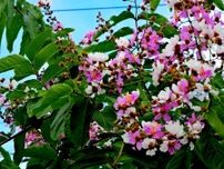 見事な白とピンク色の花！　50年前に苗をもらい植えたオオバナサルスベリ、うるま市の民家で開花　沖縄