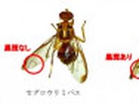 セグロウリミバエ、21年ぶり沖縄県内で発見　ヘチマやゴーヤーなどに寄生　県病害虫防除技術センターが防除呼びかけ