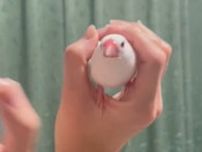 白文鳥が“無限かわいい”動画に168万回の反響、指の輪からエンドレスで出現「癒された」「穴があったら入りたい」