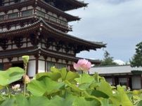 【奈良観光体験レポ】心洗われる！ 蓮の美しいお寺4選 ―エディター・あさこの奈良めぐり①―