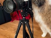 写真家の顔つきでカメラを構える北欧猫　良い写真撮りそう……