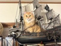 船の模型の上でドヤ顔披露する猫　「海賊王に俺はニャる！」